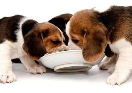 Tři štěňata krmit mokrým krmivem z bílé mísy.