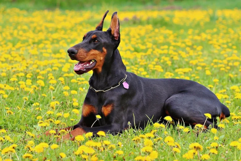 Černý doberman s hnědými znaky leží na louce plné žlutých pampelišek.