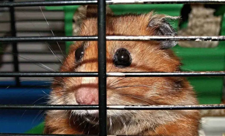 Hnědý křeček v kleci hledící přes tyče.