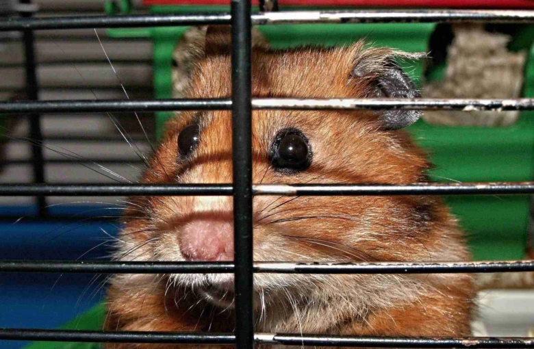 Hnědý křeček v kleci hledící přes tyče.