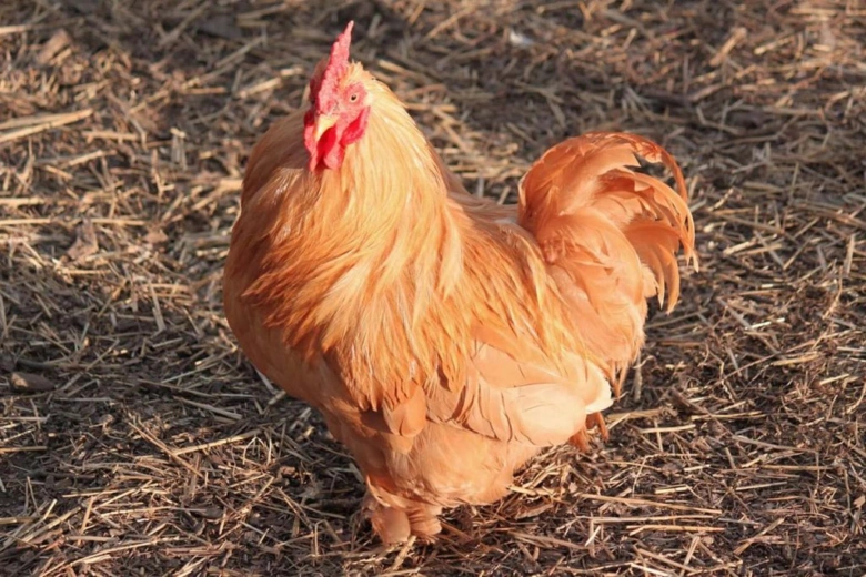 Hnědá slepice na slámě v exteriéru.
