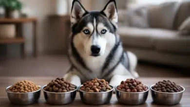 Husky pes sedí před pět miskami s suchým psím krmením.