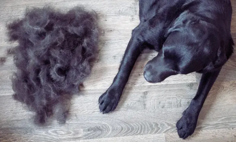 Černý labrador s hromadou vypadlých chlupů na dřevěné podlaze.
