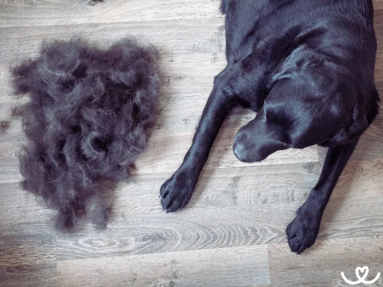 Černý labrador s hromadou vypadlých chlupů na dřevěné podlaze.