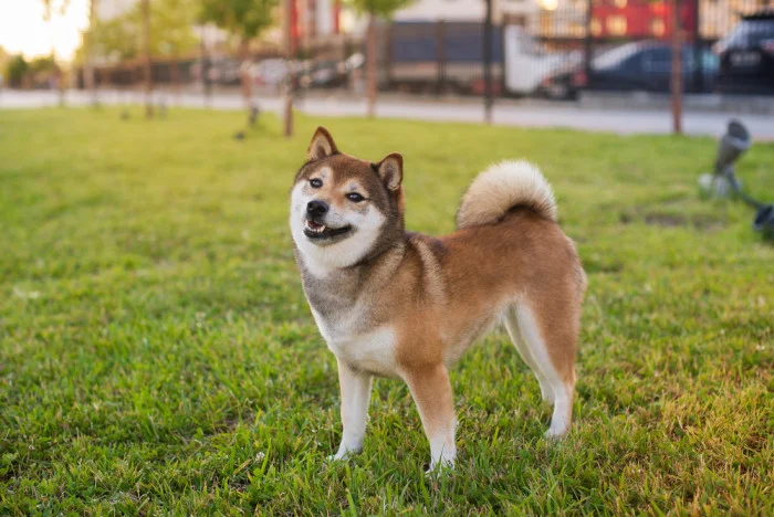 Japonský pes šibainu stojí na trávníku v parku.
