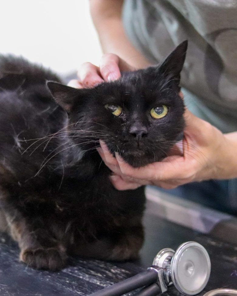 Černá kočka s místní ztrátou srsti při veterinárním vyšetření.