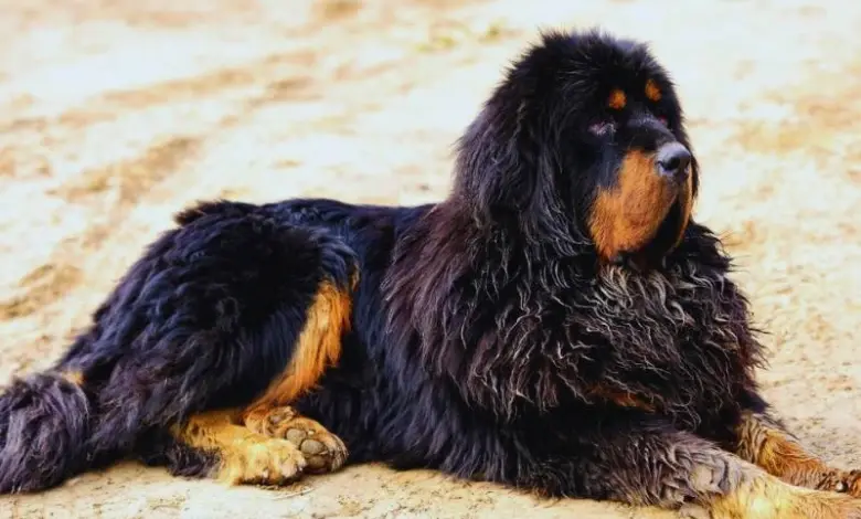 Černý tibetský mastif leží na písečné zemi.
