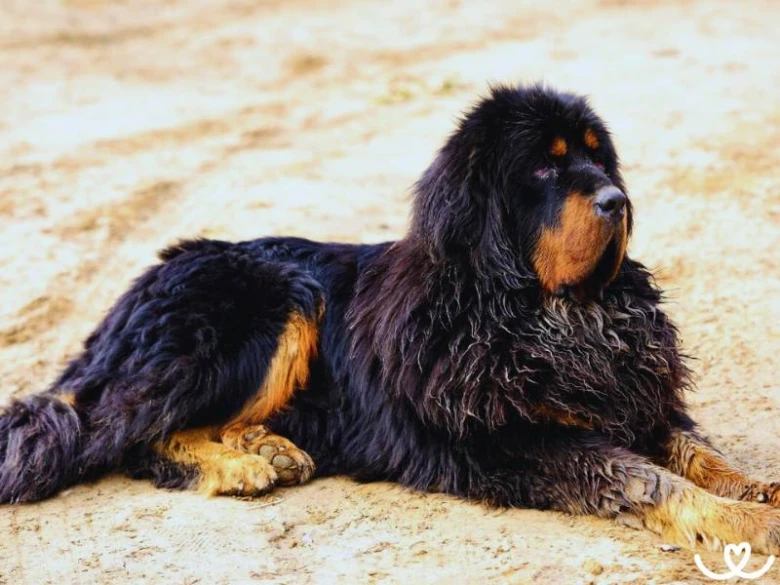 Černý tibetský mastif leží na písečné zemi.