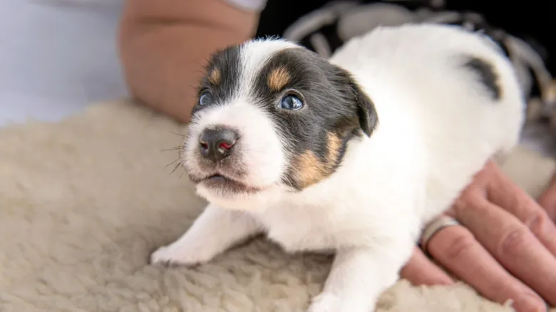 Puppy lying on blanket