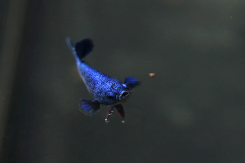 Modrá betta splendens plaví v akváriu s krmivem.