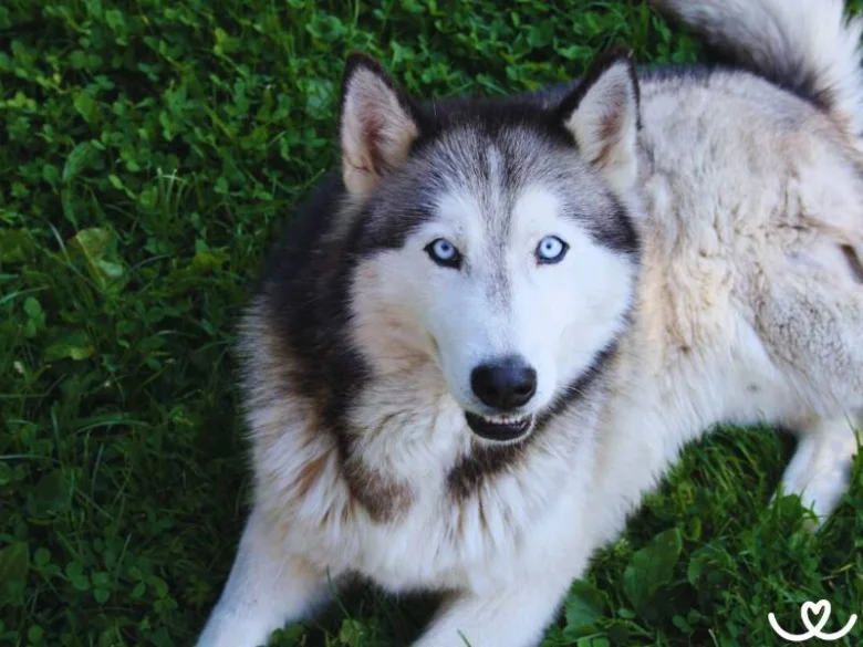 Sibiřský husky s modrýma očima leží na trávě.