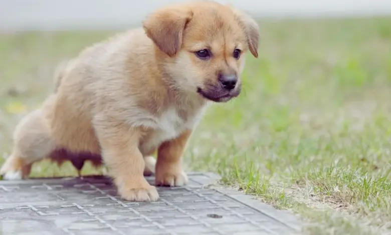 Puppy on grass and path