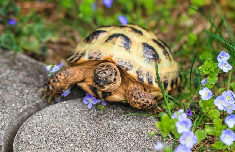 Suchozemská želva sedí na kamenu mezi kvetoucími trávami.