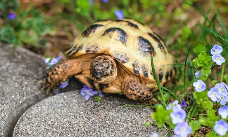 Suchozemská želva sedí na trávníku mezi fialovými květy.