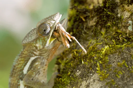 Chameleon na stromě se žere hmyz.