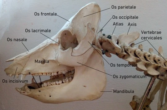 Detailní pohled na kostru psa s označenými kostmi lebky.