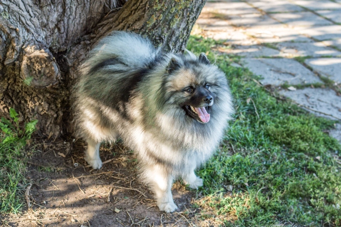 Fluffy vlčí špic stojí vedle stromu na trávníku.