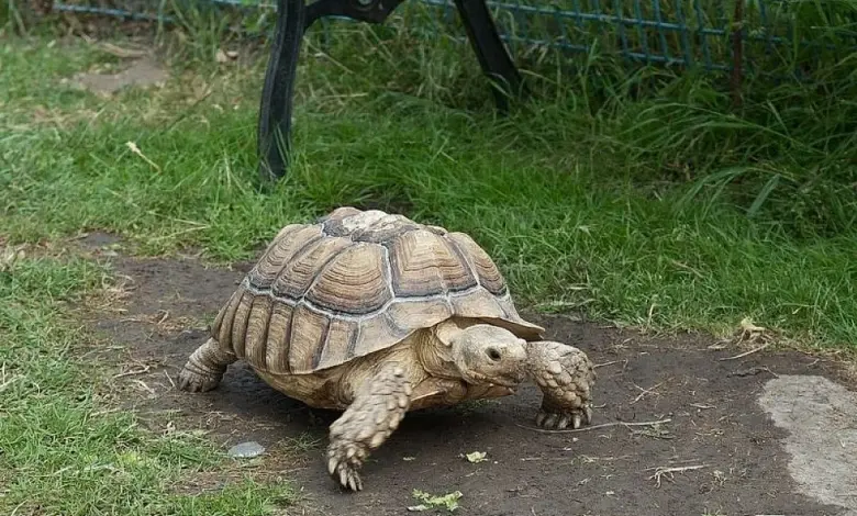 Africká želva ostruhatá chodící po zemi v zahradě.
