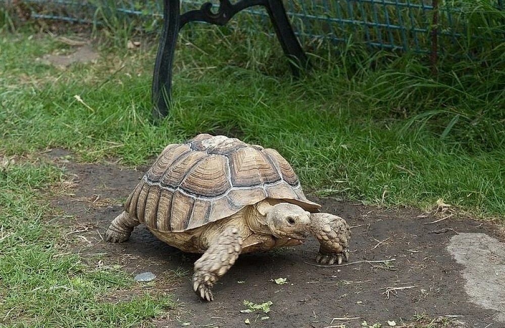 Africká želva ostruhatá chodící po zemi v zahradě.