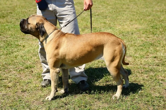Bullmastiff pes na trávníku s vodítkem v rukou člověka.