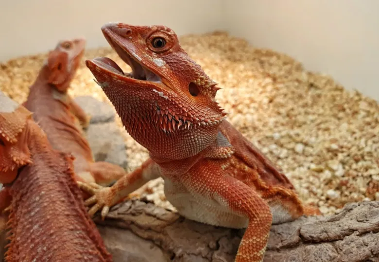 Agama s otevřenou pusou v teráriu bez jídla.