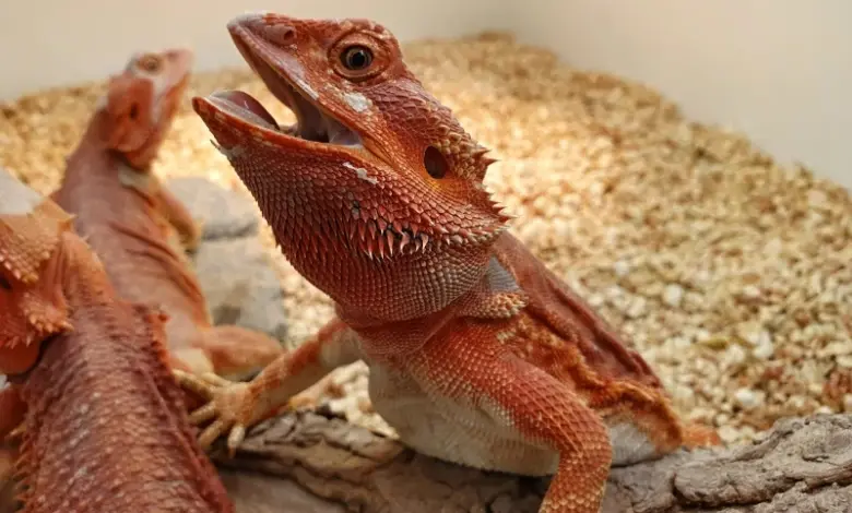 Přiblížená oranžová agama límcovitá sedící na větví v terárii.