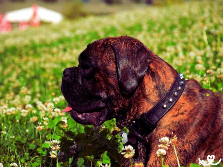 Brindle boxer pes sedí na louce s bílými květy.