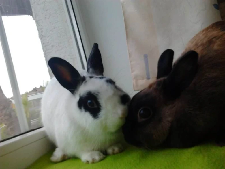 Dva králíci sedící vedle sebe u okna.