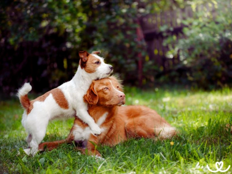 Two dogs playing
