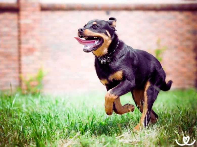 Šťastný rottweiler běží po trávníku před cihlovou zdí.