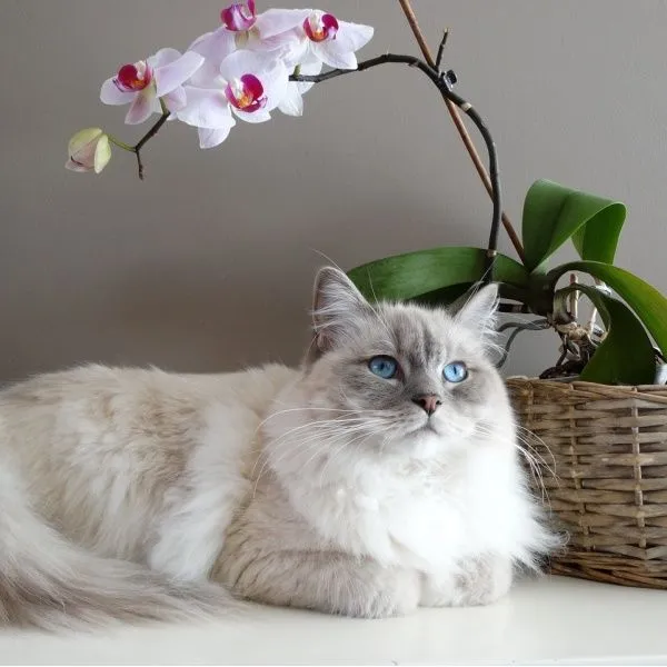 Ragdoll kočka leží vedle kvetoucí orchideje v ratanové mříži.