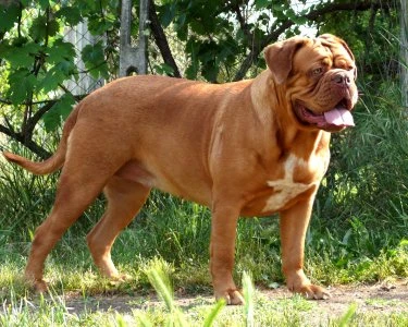 Velký pes plemene Dogue de Bordeaux stojí na trávě.