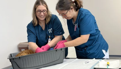 Veterináři zkoumají malého hnědého psa v plastovém boxu.