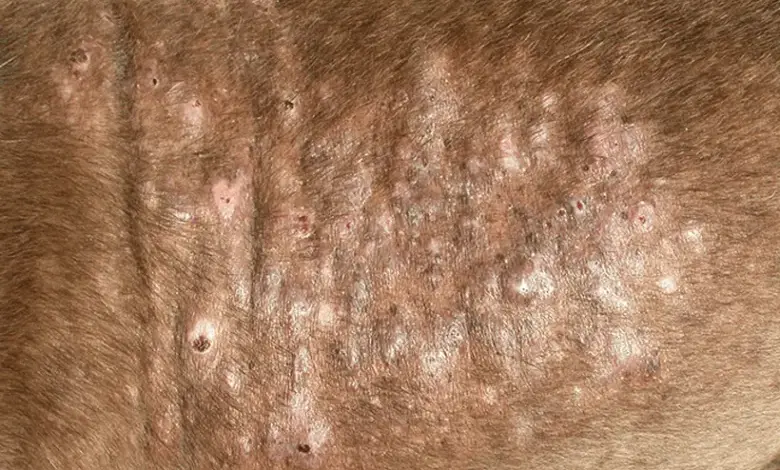 Psova kůže s folikulitidou – zánět vlasových folikulů se hnisavými puchýři.