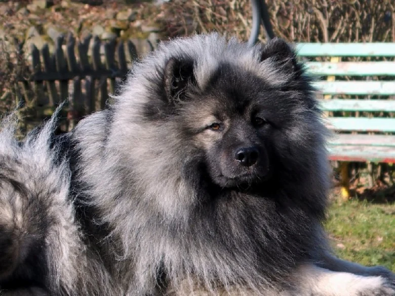 Fluffy gray Keeshond dog sitting outside on grass.