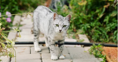 Stříbrná mývalová kočka stojí na kamenné cestě v zahradě.