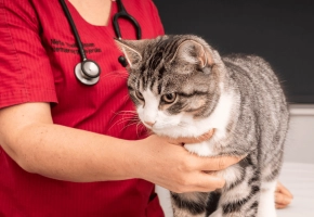 Veterinarian holding cat