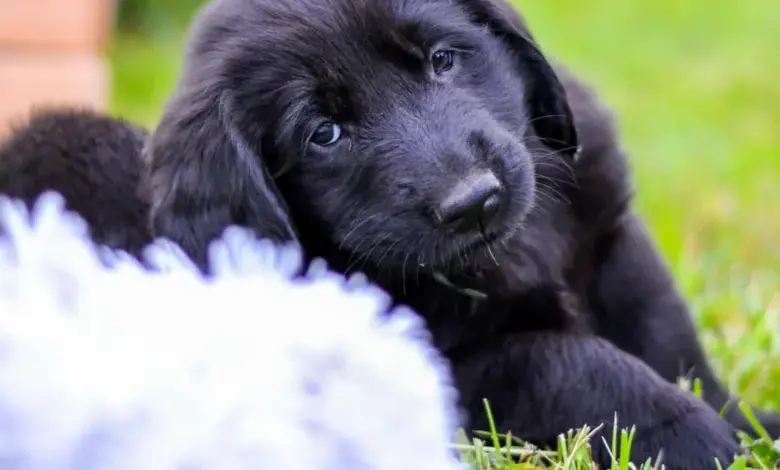 Černé štěně labradora leží na trávníku a podívá se nahoru.