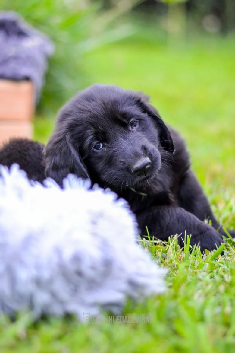Černé štěně labradora leží na trávníku a podívá se nahoru.