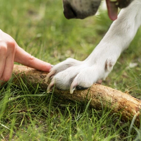 Psa tlapa na dřevěném kousku v trávě s lidským prstem.