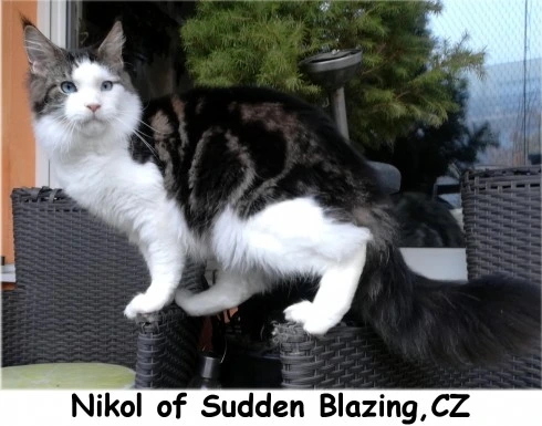 Černobílá kočka s modrýma očima stojí venku na zahradě.