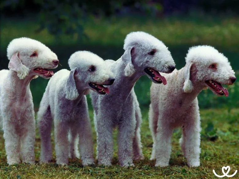 Čtyři bílí bedlington teriéři stojí vedle sebe na trávě.