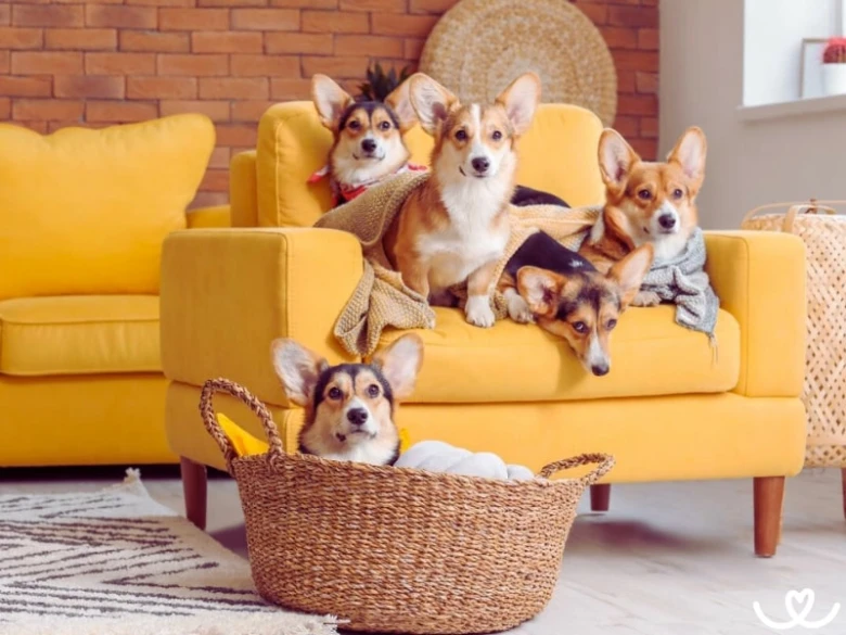 Pět corgíků sedících na žluté pohovce v košíku.