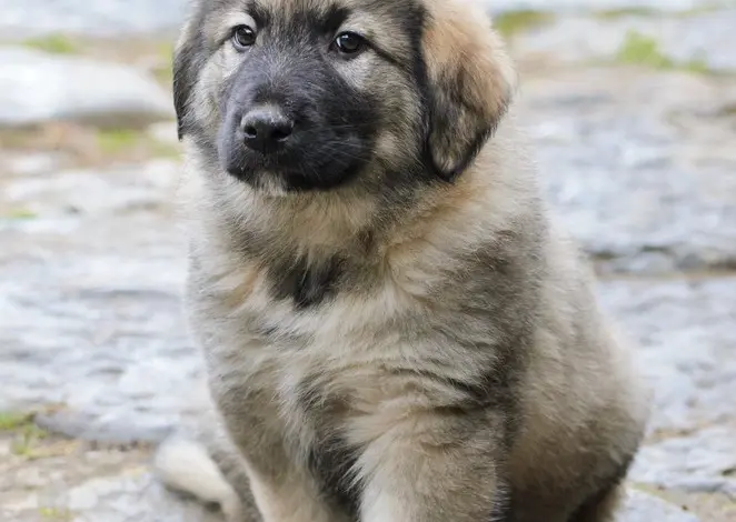 Puppy sitting on stones
