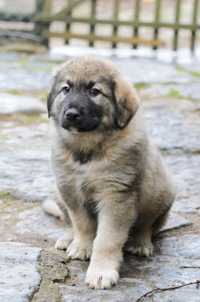 Puppy sitting on stones