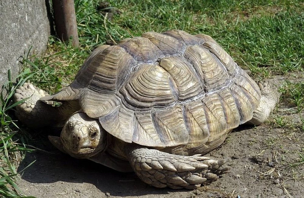 Afričtí želva ostruhatá na trávníku vedle zdi.
