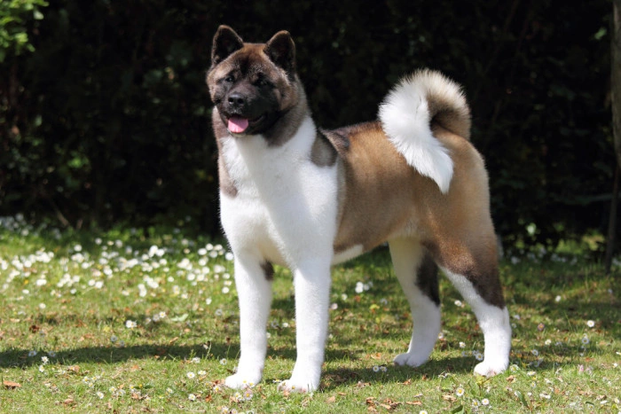 Americká akita stojí na trávníku s otevřenou pusou.