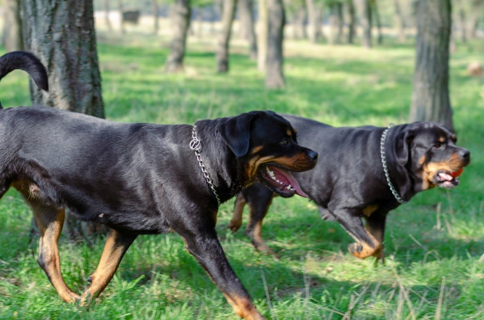 Dva rottweileri běží po trávníku v parku.