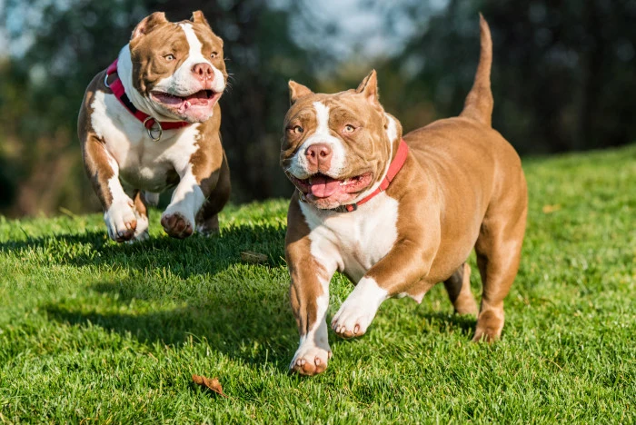 Dva štěňata plemene American Bully běží po trávníku.