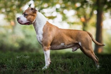 Americký pitbull teriér stojí na trávě v přírodě.